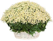 Цветочная композиция из Ромашки в корзине #REPLACE_PRED# Елани